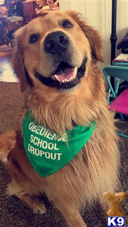 a golden retriever dog wearing a green shirt