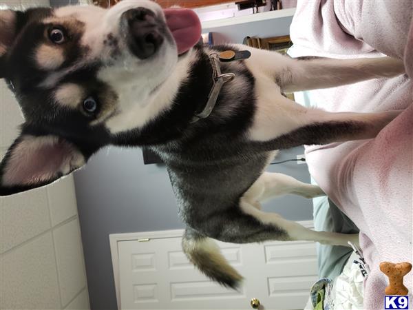 a siberian husky dog standing on a persons hand