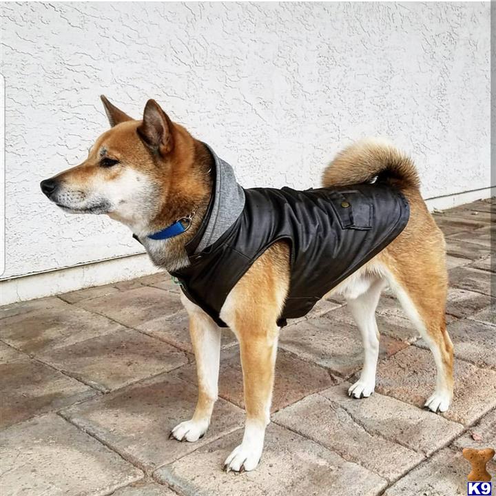 a shiba inu dog wearing a vest