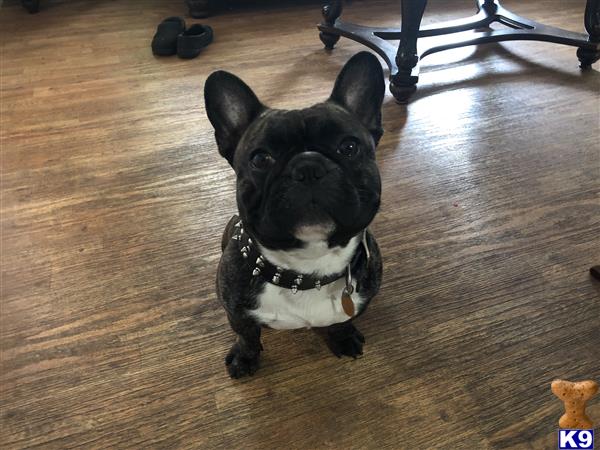 a french bulldog dog sitting on the floor