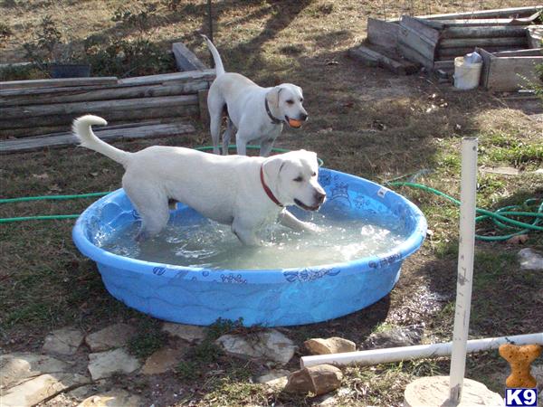 Labrador Retriever stud dog