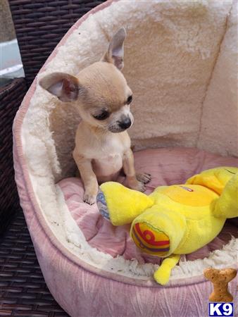 a chihuahua dog sitting in a chihuahua dog bed