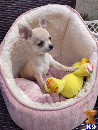 a chihuahua dog sitting in a chihuahua dog bed