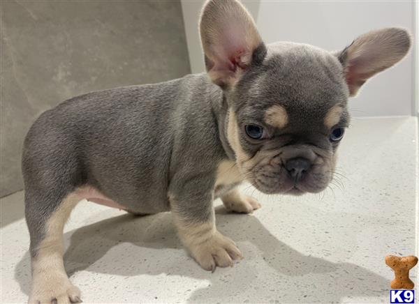 a small french bulldog puppy with a white background