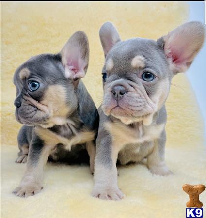 a couple of small french bulldog dogs