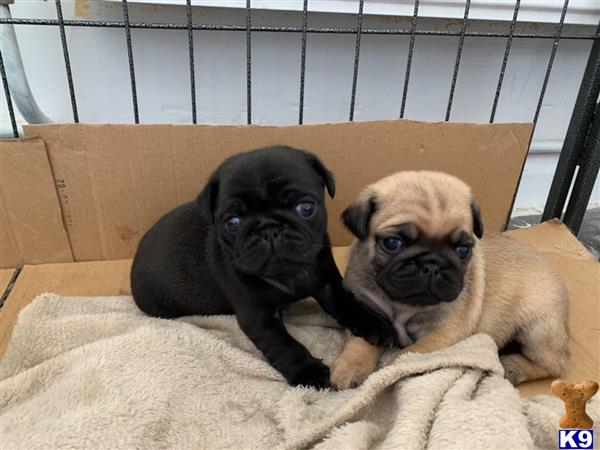 two pug dogs in a box