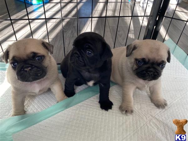 a group of pug puppies in a cage