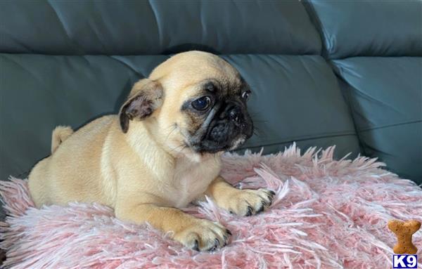 Pug Puppy for Sale: Micky and Emmy Pug Puppies for sale 2 Years old