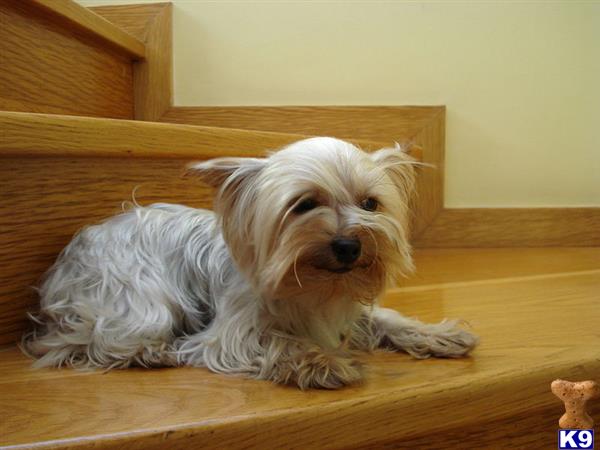 a yorkshire terrier dog lying on a wood floor