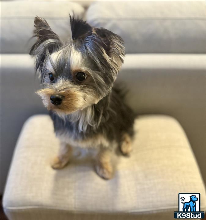 a small yorkshire terrier dog sitting on a couch