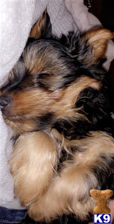 a yorkshire terrier dog lying on its back