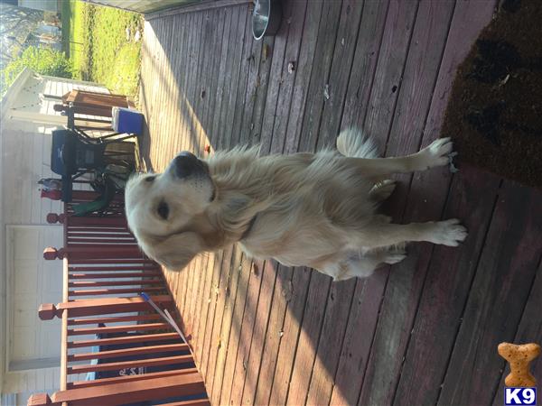 a white golden retriever dog standing on a wooden deck