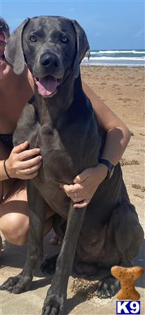 a weimaraner dog sitting on a beach