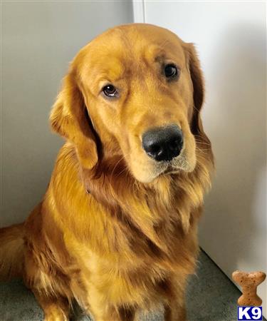 a golden retriever dog looking at the camera