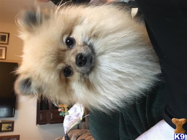 a pomeranian dog with a wig