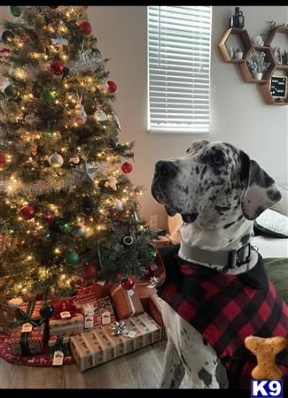 a great dane dog sitting next to a christmas tree