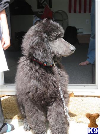 a poodle dog sitting on the floor