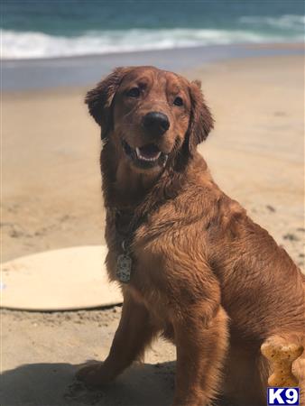 a golden retriever dog standing on a beach