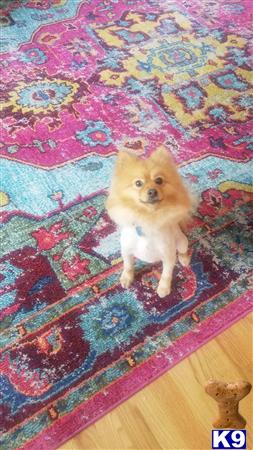 a pomeranian dog sitting on a rug