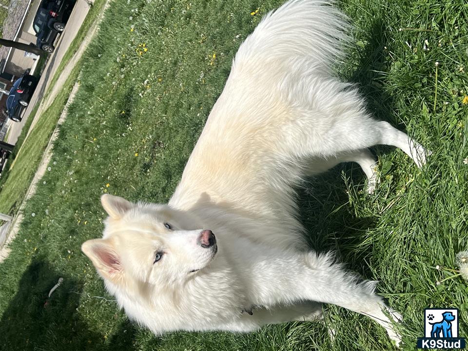 a white siberian husky dog and a cat lying on grass