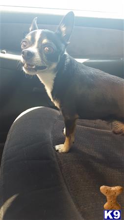 a chihuahua dog standing on a couch