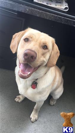 a labrador retriever dog sitting on the floor