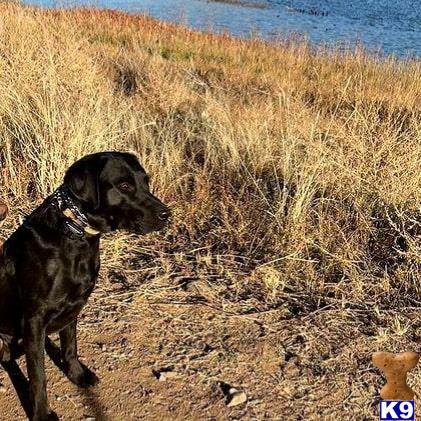 a labrador retriever dog standing on a beach