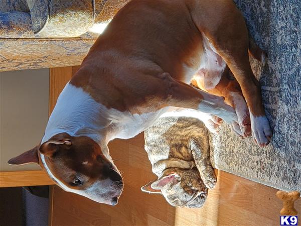 a english bull terrier dog and a cat