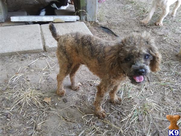 a poodle dog standing on hay