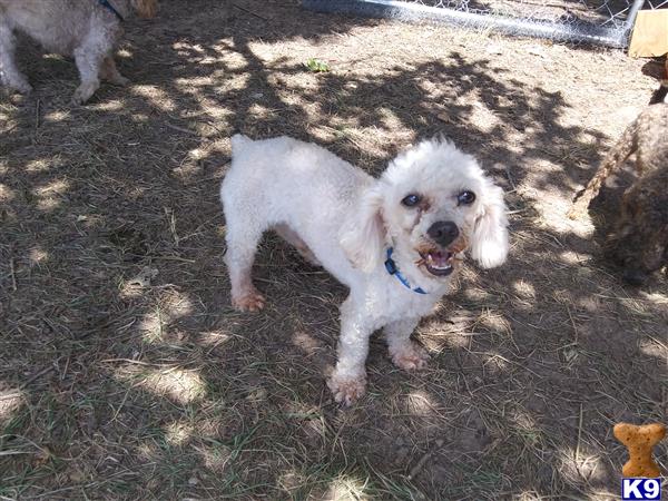 a poodle dog standing on grass