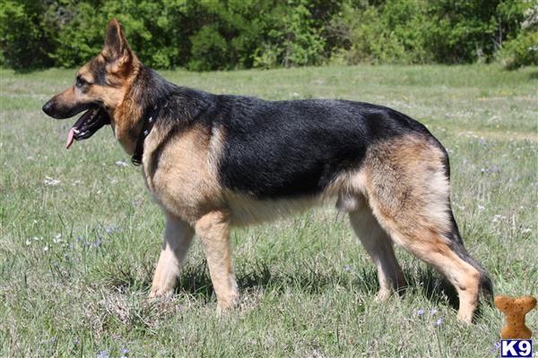 a german shepherd dog standing in a grassy area