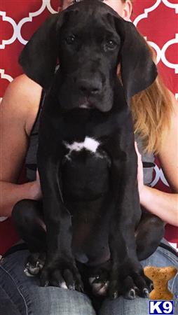 a black great dane dog sitting on a persons lap