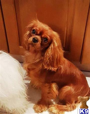 a cavalier king charles spaniel dog sitting on a couch