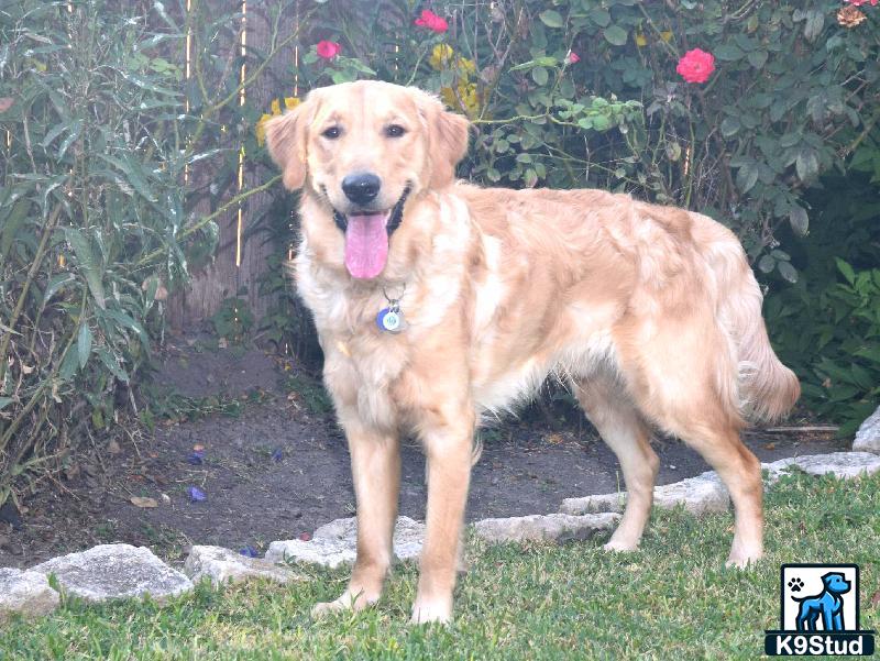 a golden retriever dog standing outside