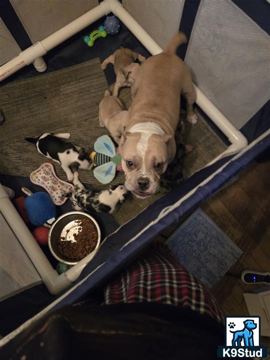 a american bully dog lying on a bed with a group of american bully puppies