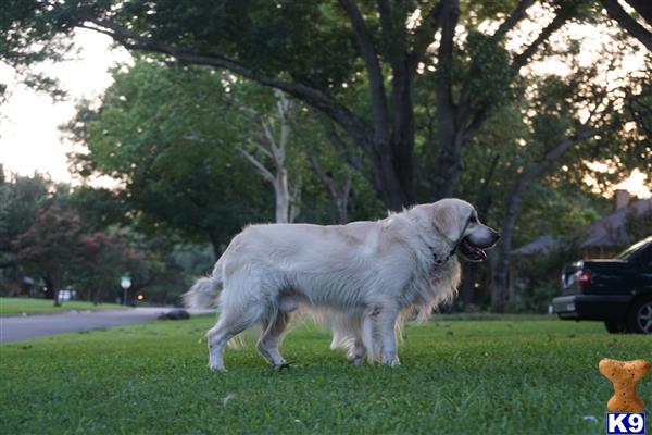 a white golden retriever dog in a park