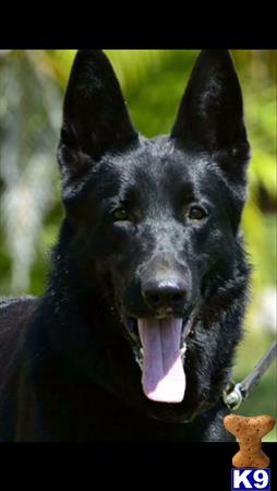 a black german shepherd dog with its tongue out