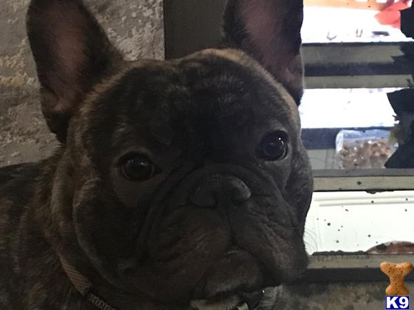 a french bulldog dog looking at the camera