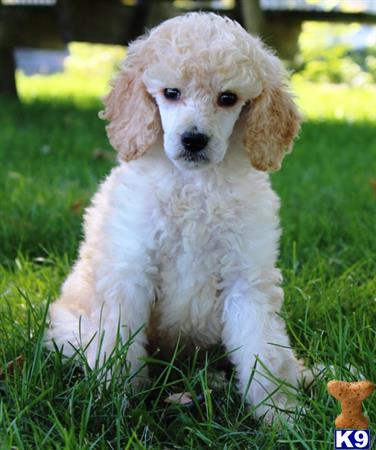 a white poodle dog sitting in the grass