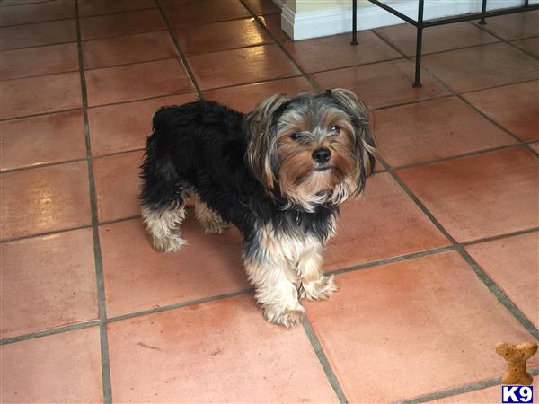 a yorkshire terrier dog sitting on a tile floor