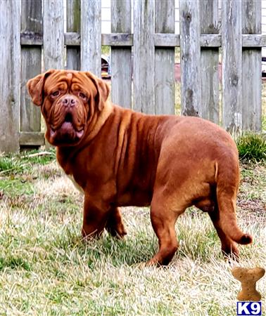 a large brown dogue de bordeaux dog