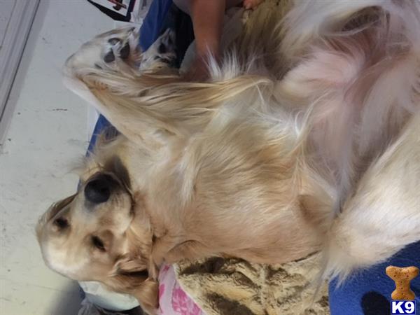 a golden retriever dog lying on its back