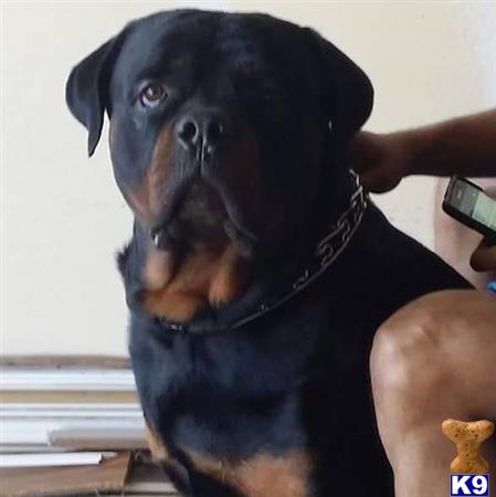 a rottweiler dog wearing a blue shirt