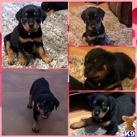 a collage of a rottweiler dog
