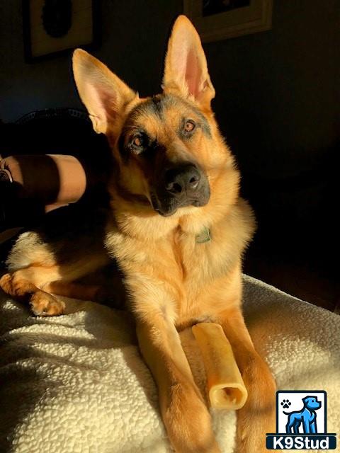 a german shepherd dog sitting on a couch