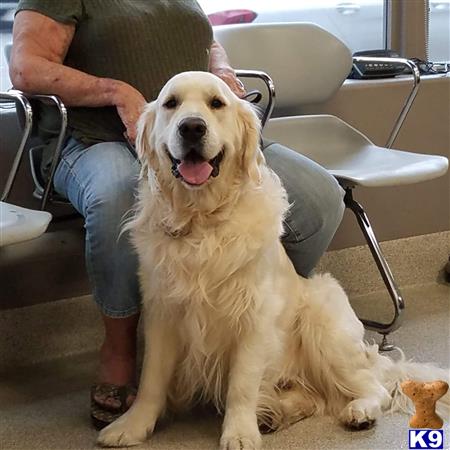 a golden retriever dog sitting in a car