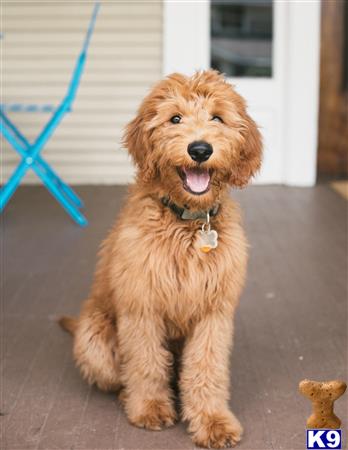 a goldendoodles dog sitting on the floor