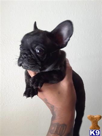 a person holding a small black french bulldog dog