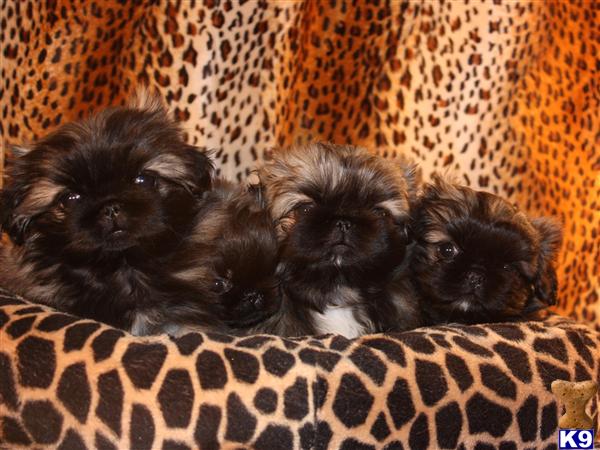 a group of pekingese puppies lying on a blanket
