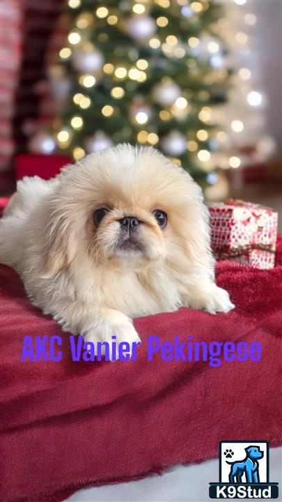 a pekingese dog sitting on a couch